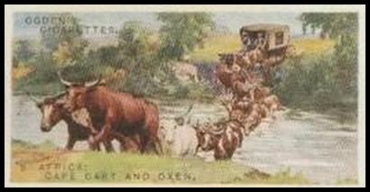 1 South Africa Cape Cart and Oxen